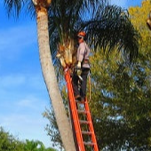 Tree Lopping Brisbane North