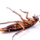 Cockroach Removal Company in Melbourne- Pest Control Doctor