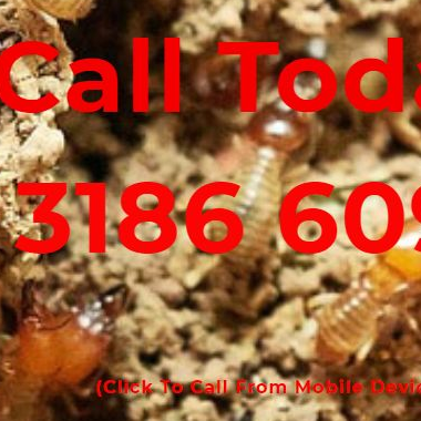 Termite and Pest Control North Brisbane