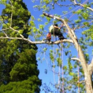 Tweed Tree Service