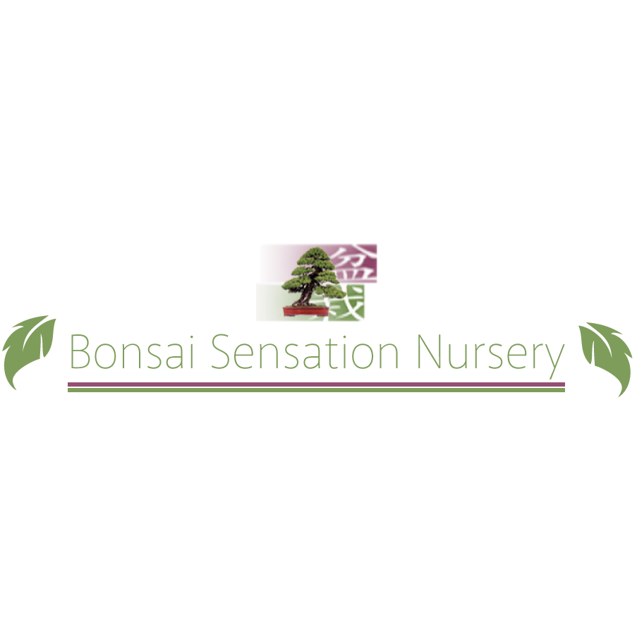 Bonsai Sensation Nursery